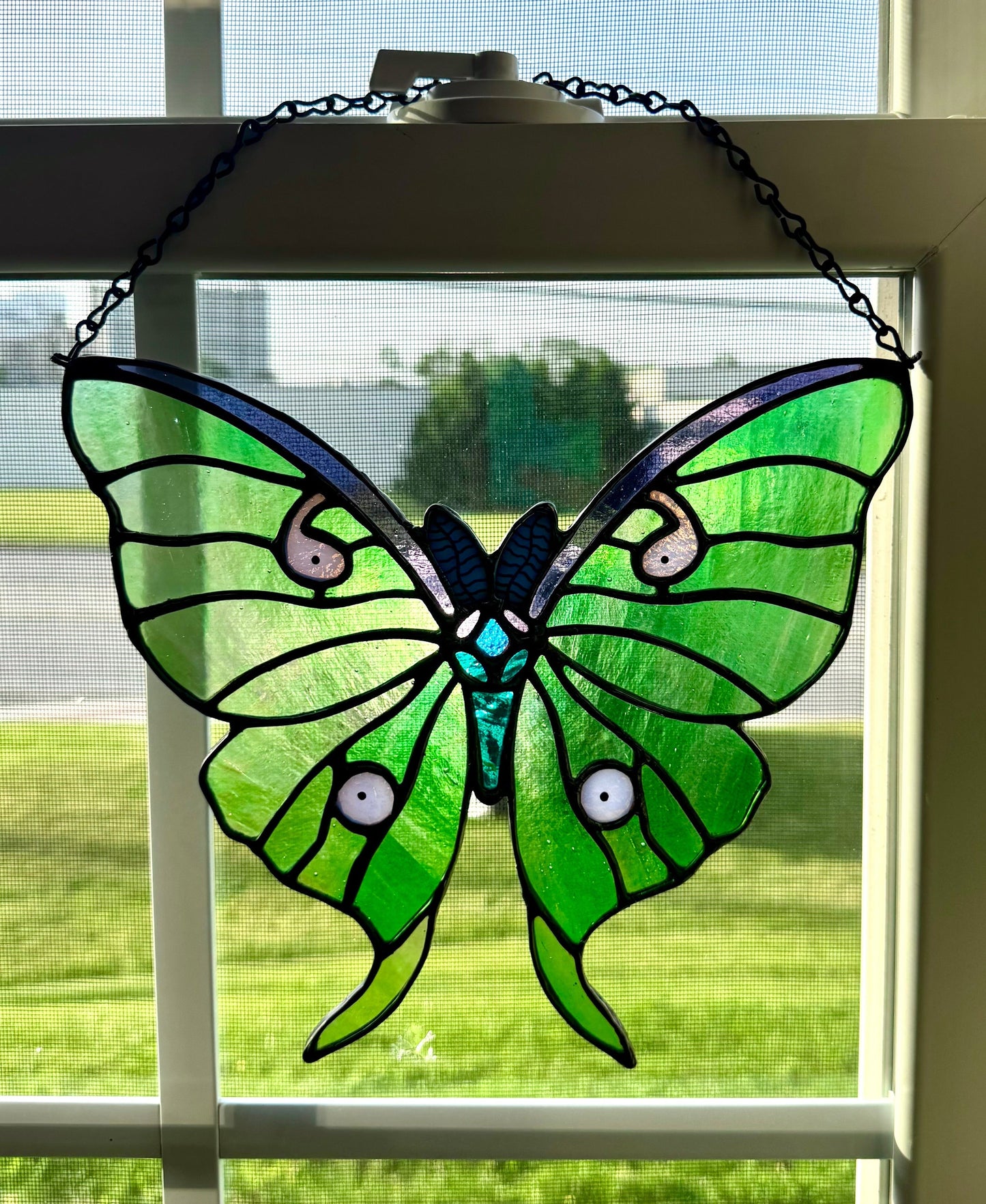 Luna Moth